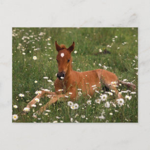 VS, Oregon, Arabische Pony. Briefkaart