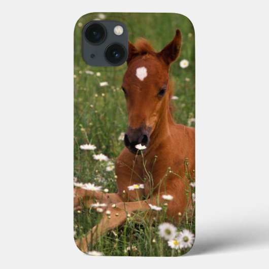 VS, Oregon, Arabische Pony. Case-Mate iPhone Case (Achterkant)