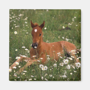 VS, Oregon, Arabische Pony. Magneet