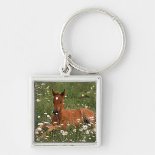 VS, Oregon, Arabische Pony. Sleutelhanger