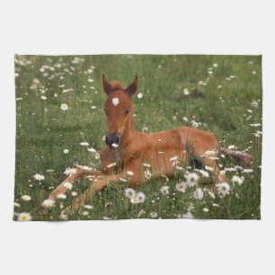VS, Oregon, Arabische Pony. Theedoek