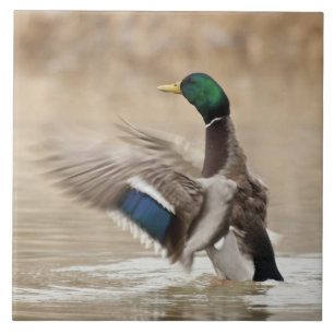 VS, Oregon, Baskett Slough National Wildlife Tegeltje