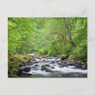 VS, Oregon, Columbia River Gorge, Tanner Creek 4 Briefkaart