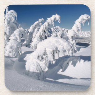 VS, Oregon, Crater Lake NP. Bomen hangen onder een Onderzetter