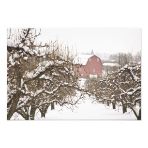 VS, Oregon, Hood River. Sneeuw bedekte appel Foto Afdruk