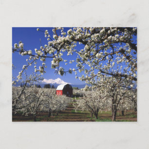 VS, Oregon, Hood River Valley, Perenboomgaard Briefkaart