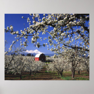VS, Oregon, Hood River Valley, Perenboomgaard Poster