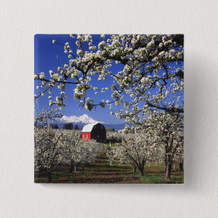VS, Oregon, Hood River Valley, Perenboomgaard Vierkante Button 5,1 Cm