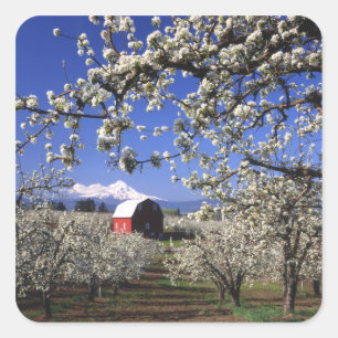 VS, Oregon, Hood River Valley, Perenboomgaard Vierkante Sticker