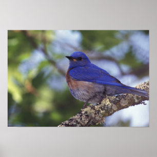 VS, Oregon. Mannelijke westelijke blauwe lijster Poster