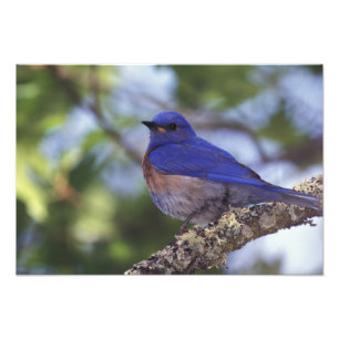 VS, Oregon. Mannelijke Western Bluebird Foto Afdruk