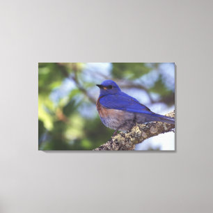 VS, Oregon. Mannelijke Westerne blauwvogel Canvas Afdruk