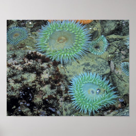 VS, Oregon, Nepture SP. Edel getinte zee Poster (Voorkant)