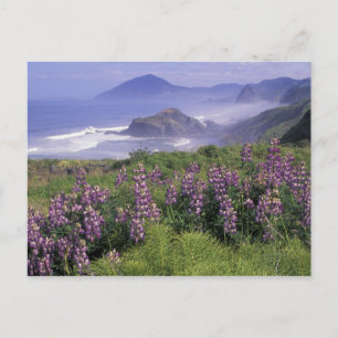 VS, Oregon, Nesika Beach. Lupine en Oregon Briefkaart