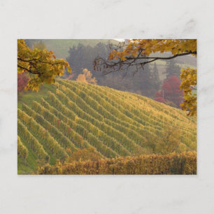 VS, Oregon, Newberg. Wijngaard in de herfst. Briefkaart