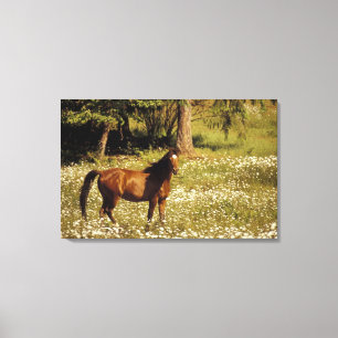 VS, Oregon. Paard in veld met madeliefjes Canvas Afdruk
