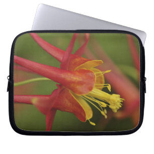 VS, Oregon, Portland. Close-up van akelei Laptop Sleeve