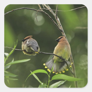VS, Oregon, Portland. Mannelijke cediaarwaxwing Vierkante Sticker
