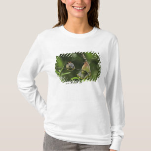 VS, Oregon, Portland. Mannelijke zijdevink T-shirt