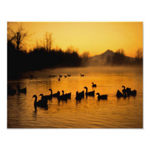 VS, Oregon, Portland. Watervogels in Columbia Foto Afdruk