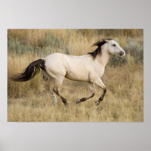 VS, Oregon, Seneca, Ponderosa Ranch. Paard Poster