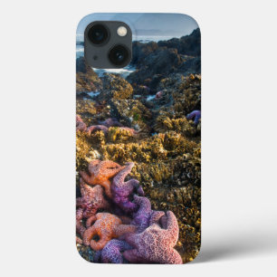 VS, Oregon. Starfish and zee sterren iPhone 13 Hoesje