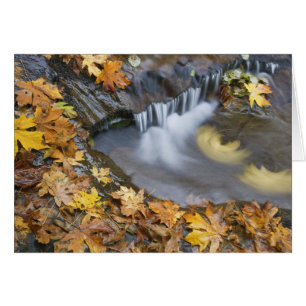 VS, Oregon, Sweet Creek. Gevallen esdoornbladeren