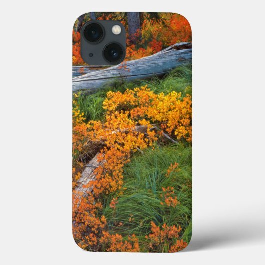 VS, Oregon, Willamette National Forest Case-Mate iPhone Case (Achterkant)