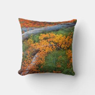 VS, Oregon, Willamette National Forest Kussen