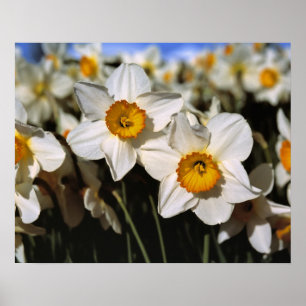 VS, Oregon, Willamette-vallei. Narcissen Poster