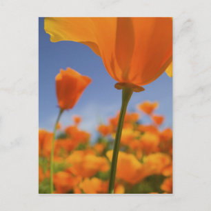 VS, Oregon, Willamette Valley, Close-up van Briefkaart