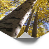VS, Pacific Northwest. Aspen bomen in het najaar Poster (Hoek)
