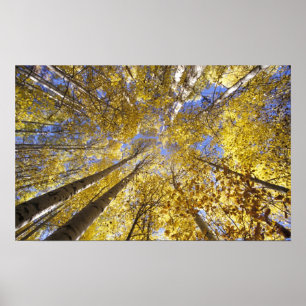 VS, Pacific Northwest. Aspen bomen in het najaar Poster
