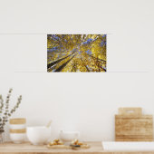 VS, Pacific Northwest. Aspen bomen in het najaar Poster (Keuken)