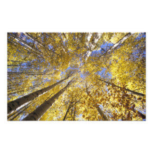 VS, Pacific Northwest. Espenbomen in de herfst Foto Afdruk