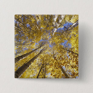 VS, Pacific Northwest. Espenbomen in de herfst Vierkante Button 5,1 Cm