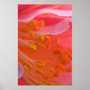 VS, Pennsylvania. Camellia bloem close-up Poster