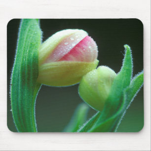 VS, Pennsylvania. Close-up van bloemknop Muismat