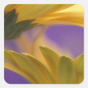 VS, Pennsylvania. Gele Gerbera-madeliefjes, close Vierkante Sticker