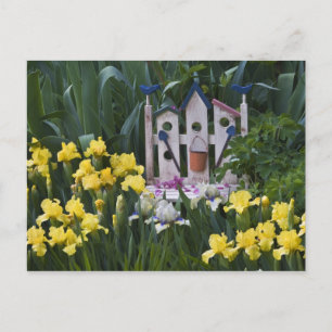 VS, Pennsylvania. Tuinirissen groeien rond Briefkaart