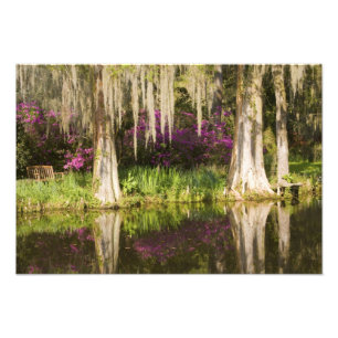 VS, South Carolina, Charleston. Cipressen Foto Afdruk