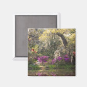 VS, South Carolina, Charleston. Cypress Trees 2 Magneet (Voorkant / Achterkant)