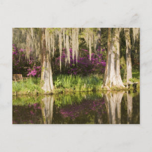 VS, South Carolina, Charleston. Cypress Trees Briefkaart