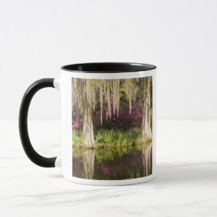 VS, South Carolina, Charleston. Cypress Trees Mok