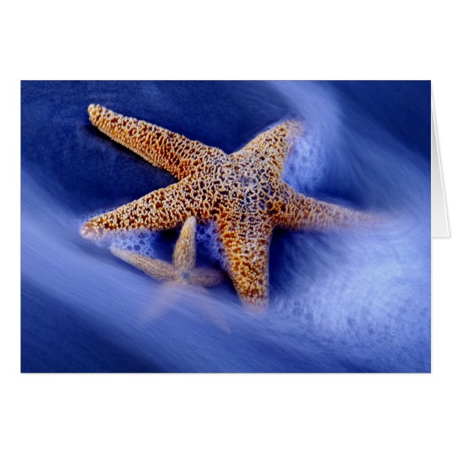 VS, South Carolina, Hilton Head Island. Twee (Voorkant Horizontaal)