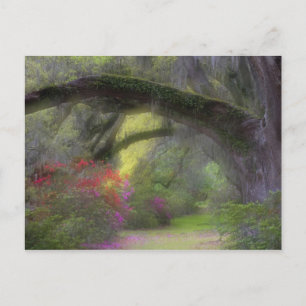 VS, South Carolina, Magnolia Gardens. Briefkaart