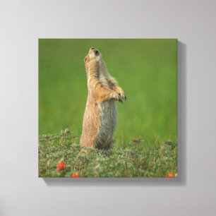 VS, South Dakota, Custer State Park Canvas Afdruk