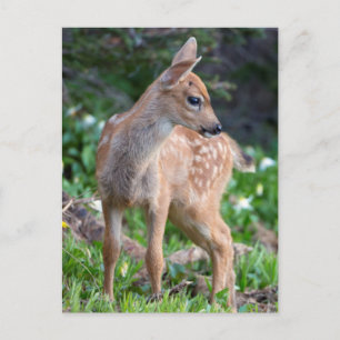 VS, staat Washington. Blacktail Deer Fawn Briefkaart