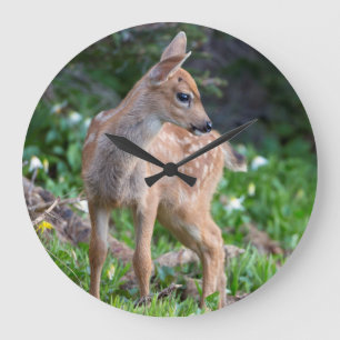 VS, staat Washington. Blacktail Deer Fawn Grote Klok