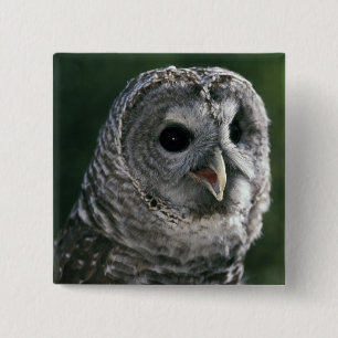 VS, staat Washington. Gestreepte bosuil (Strix var Vierkante Button 5,1 Cm